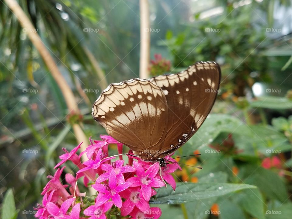 butterfly jungle