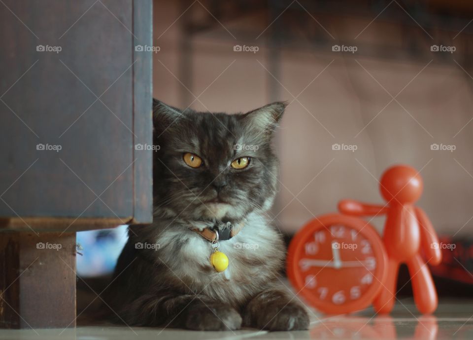 angry male persian in portrait