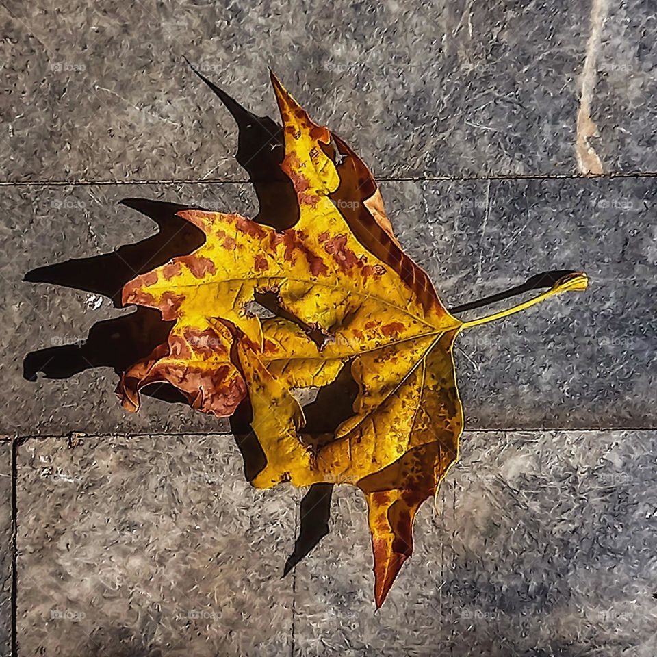 Dried leaf on the ground