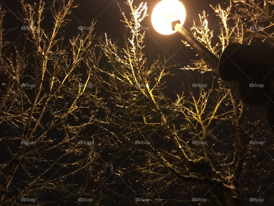 Light from the Lamppost Shining Down on the Tree