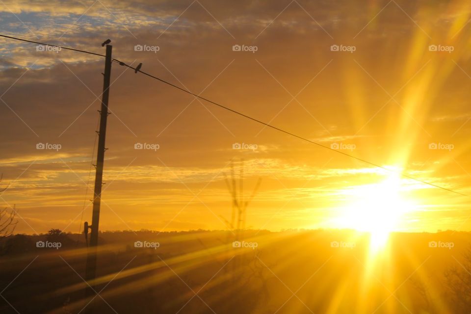 Birds watch the sun