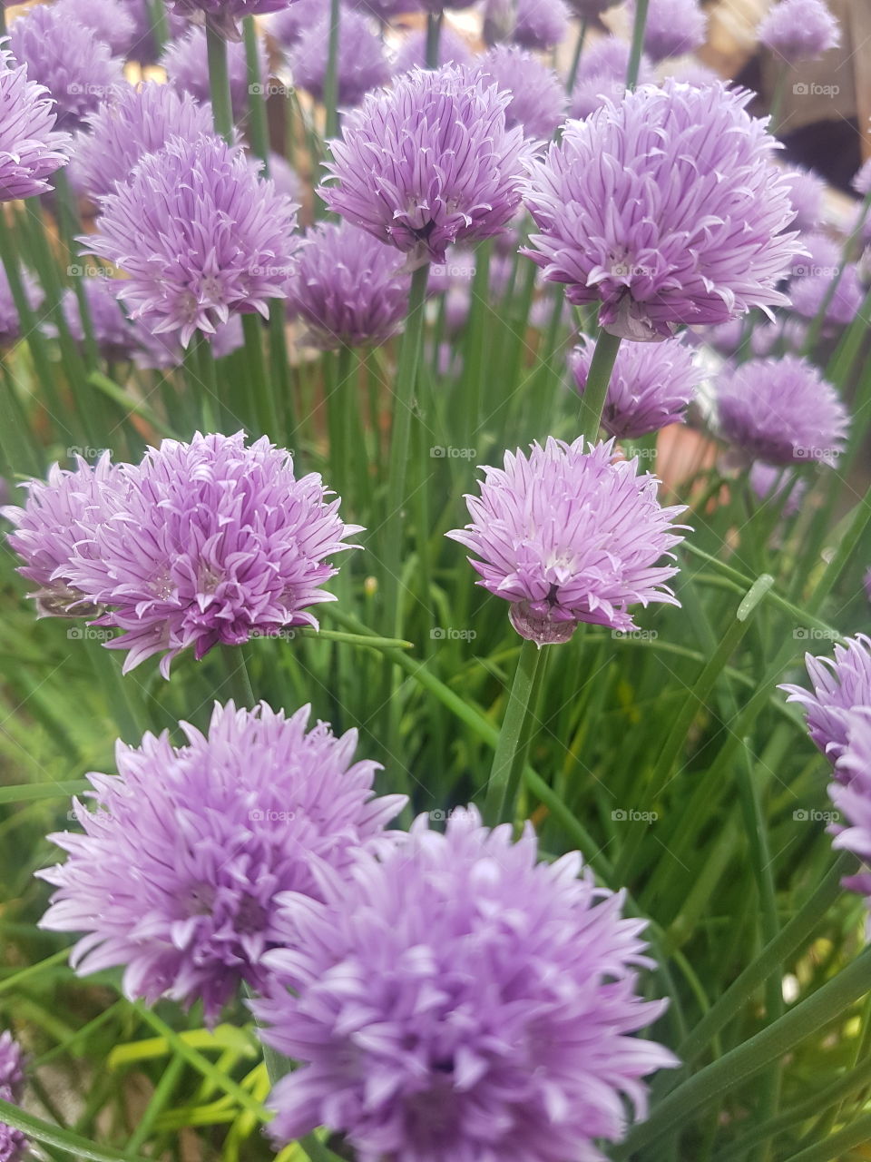chive plant