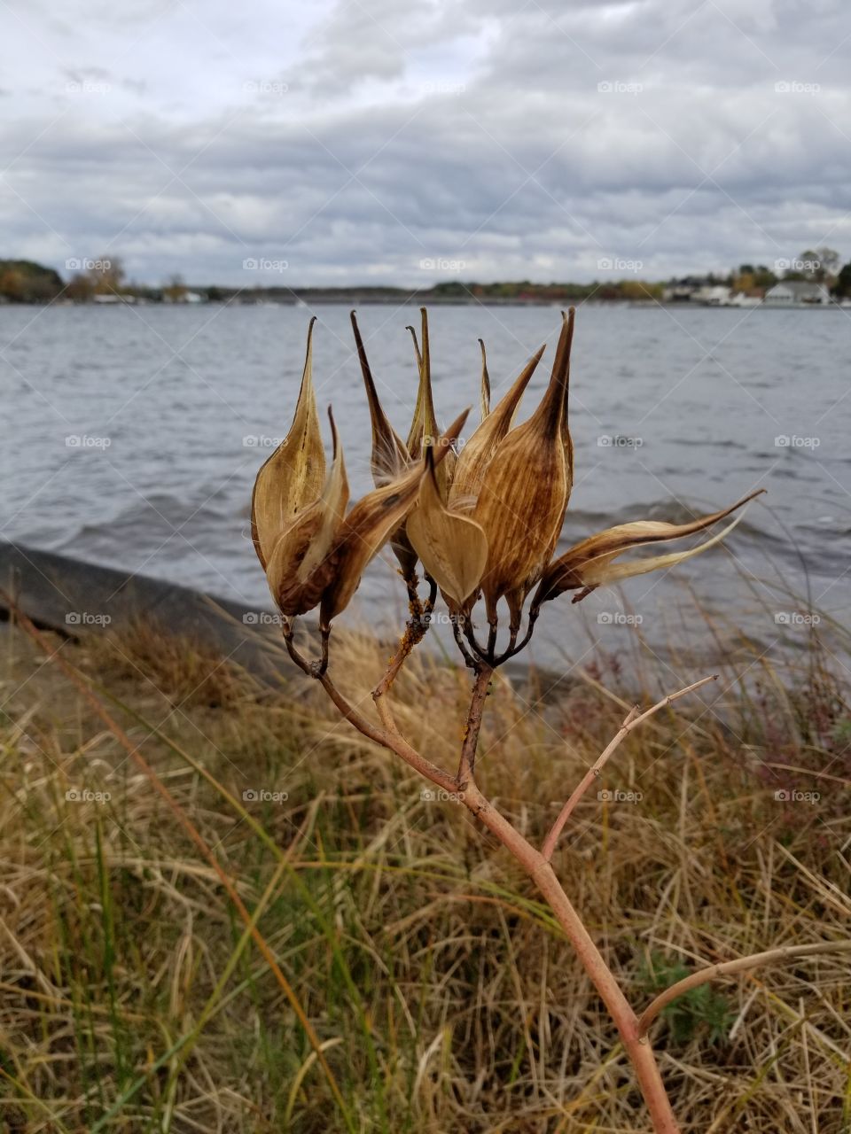 Nature, No Person, Grass, Outdoors, Water