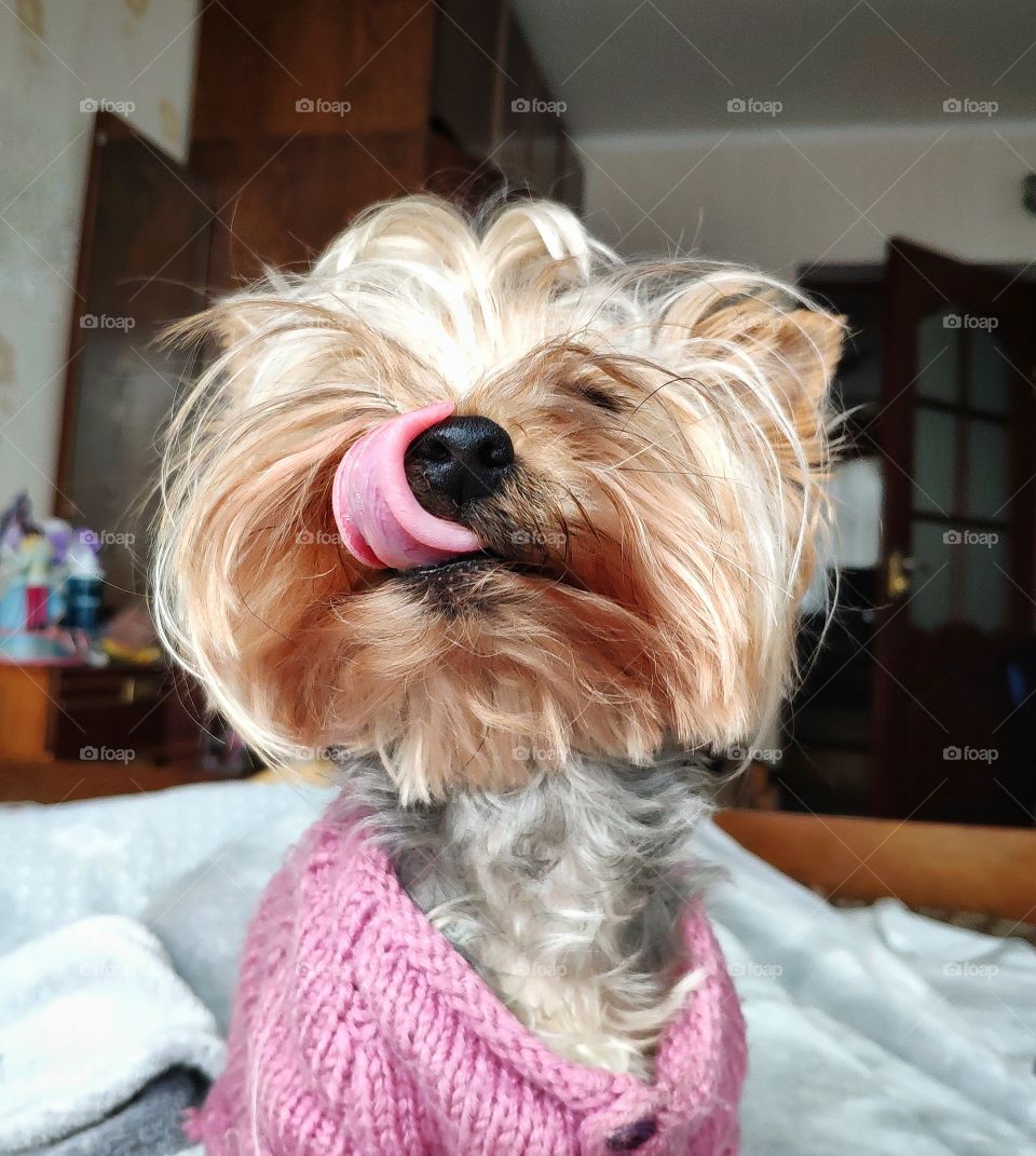 Cute dog's tongue