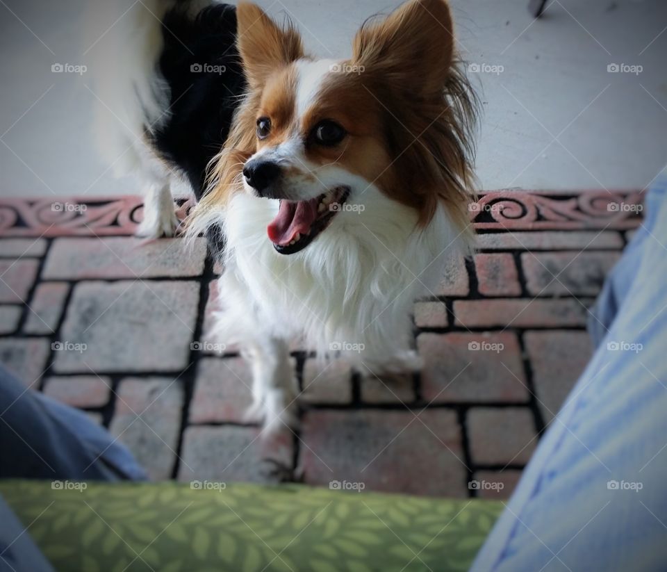 A Happy Little Papillion