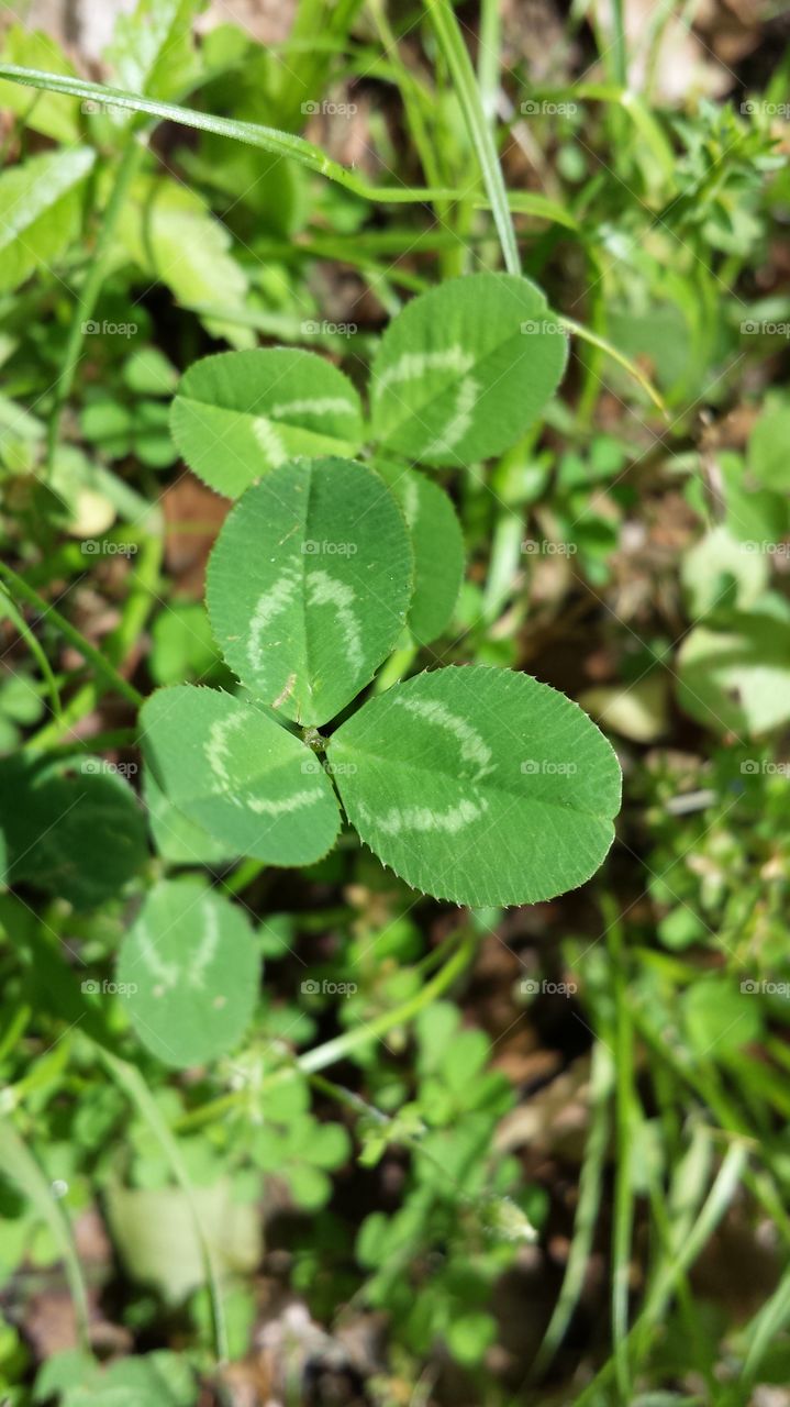 3 Leaf Clover. Clover patch