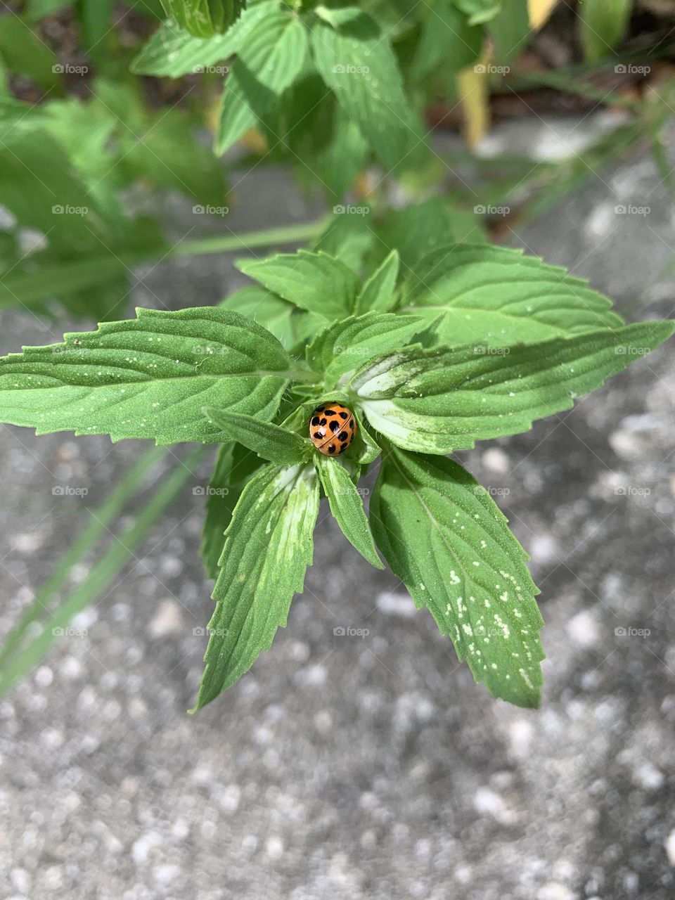 Lady bug on plant