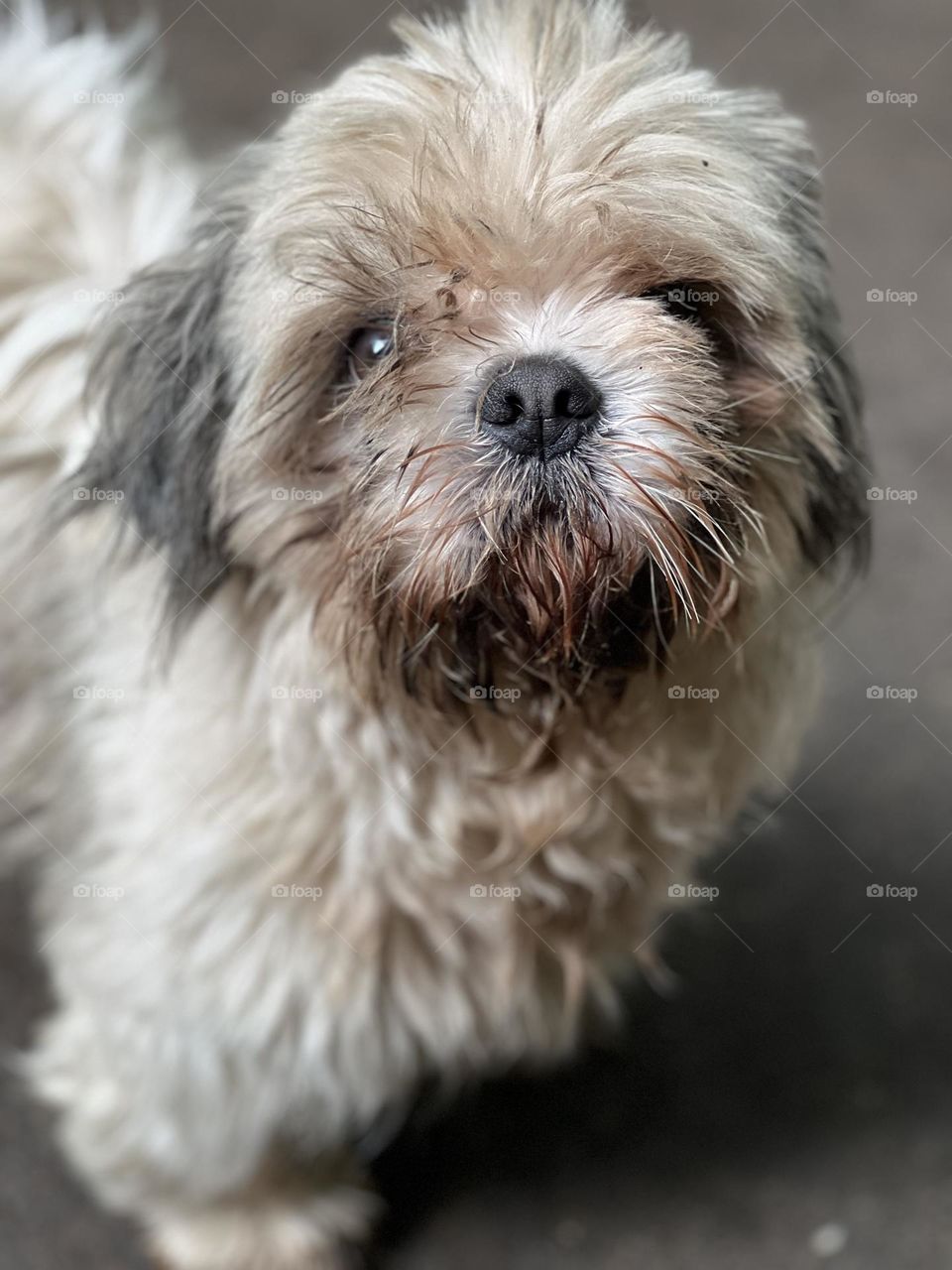 Shih Tzu dog 