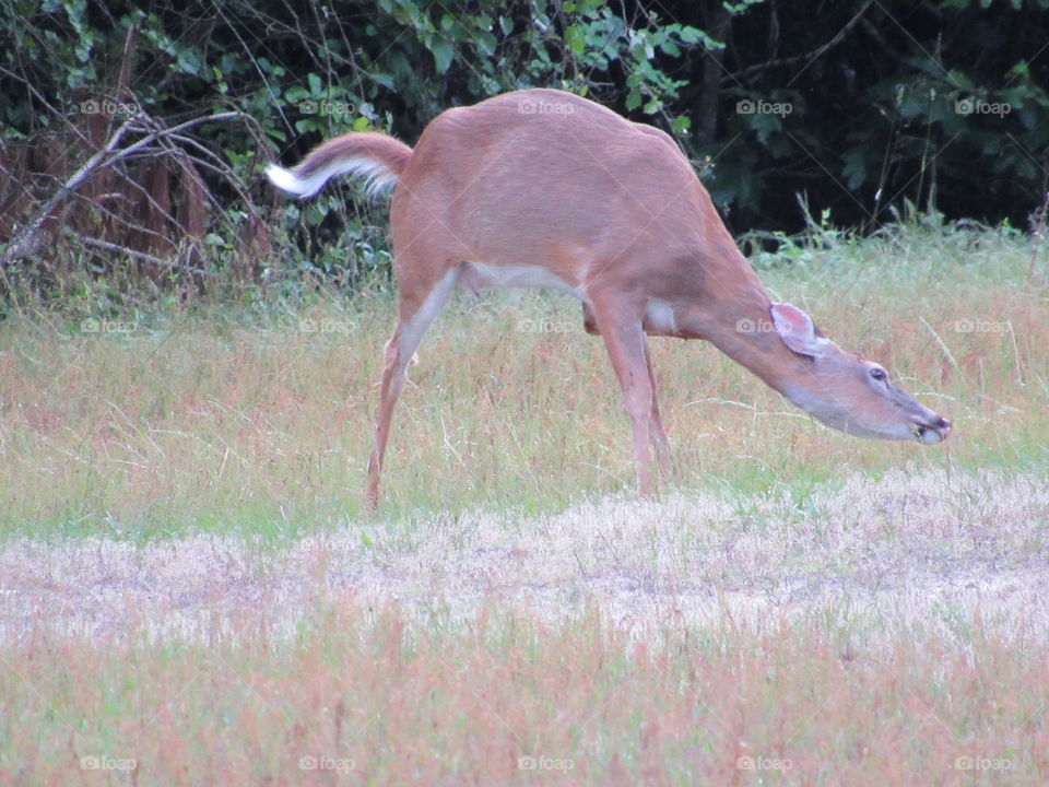 Whitetail deer scratching an itch with her foot