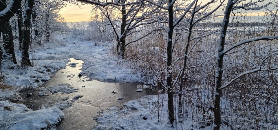 Frozen snowy with landscape in the forest