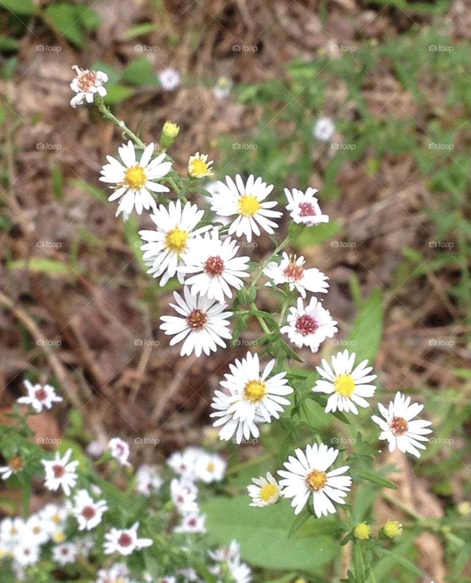 Autumn Wildflowers