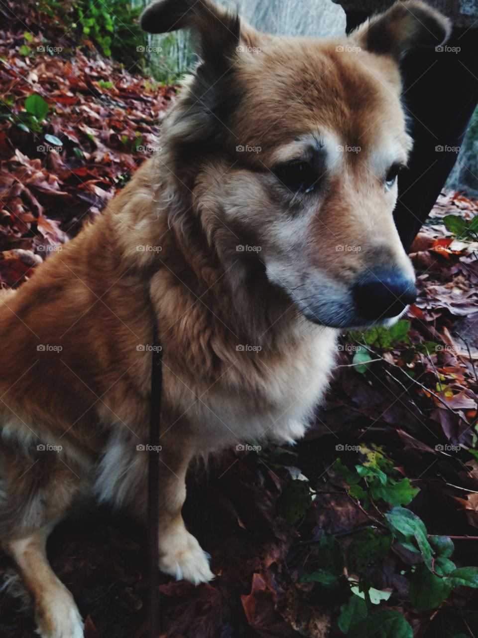 gold dog , leaves