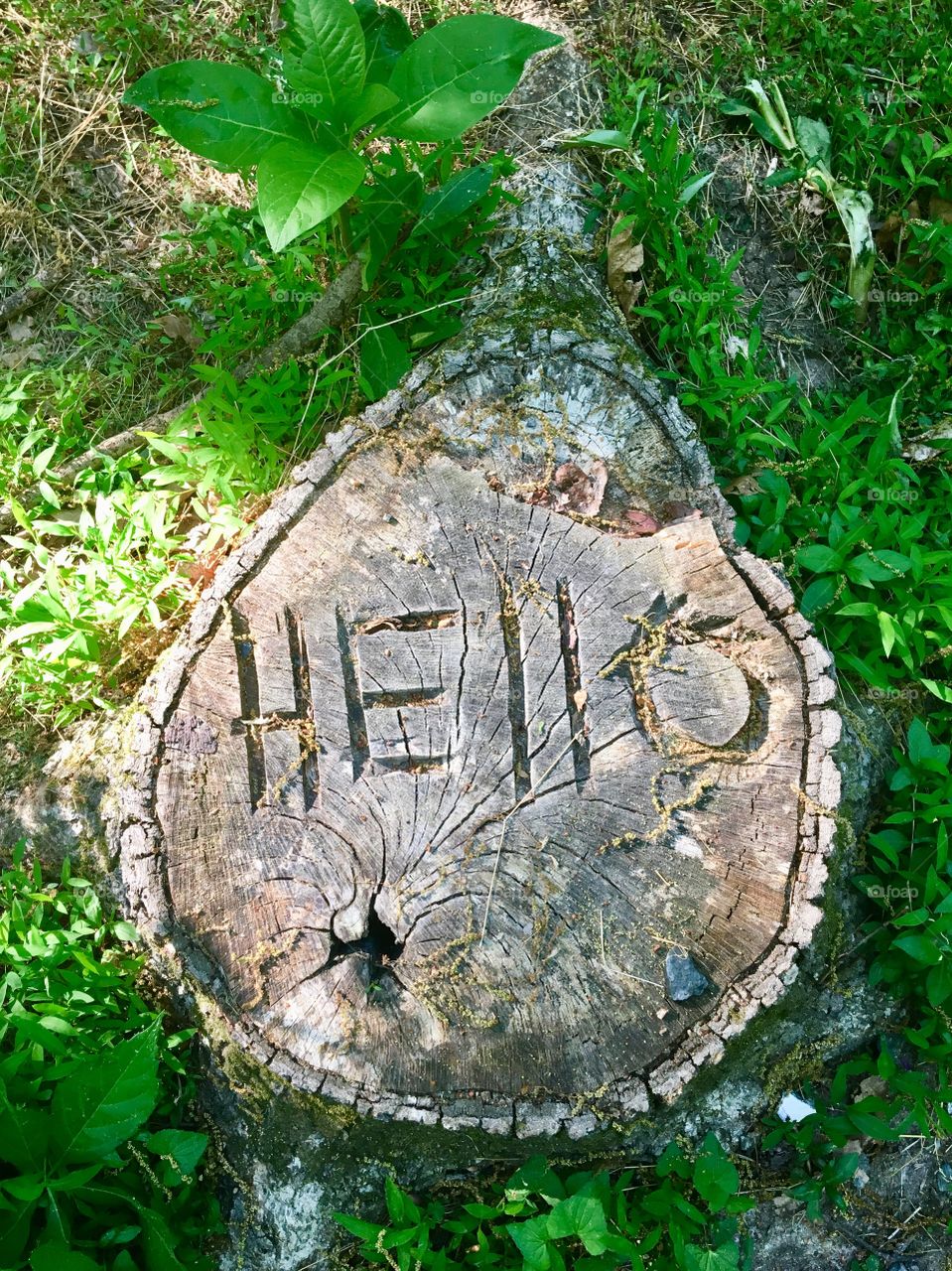 Unexpected greeting etched into tree stump