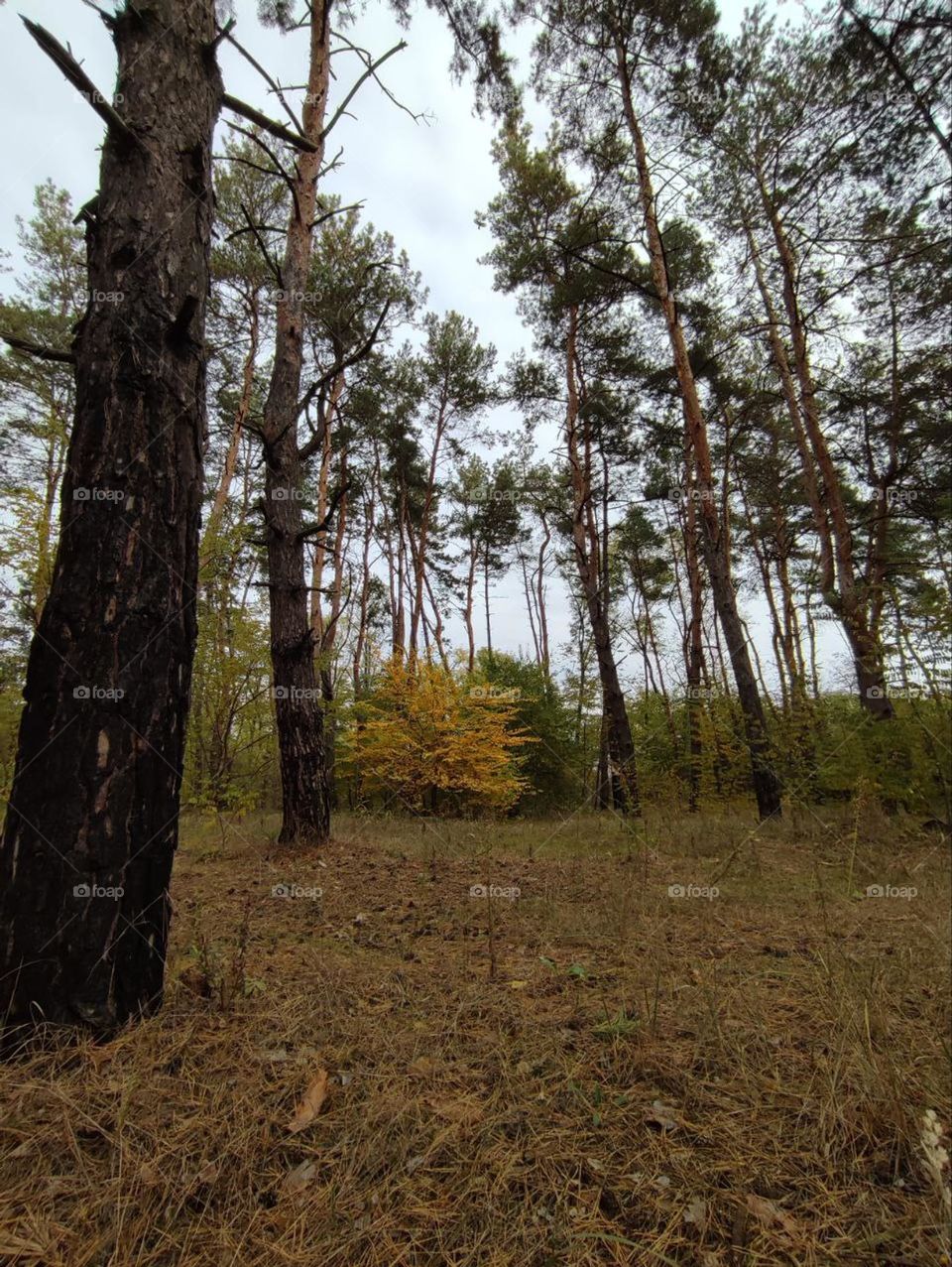 Photo of autumn forest