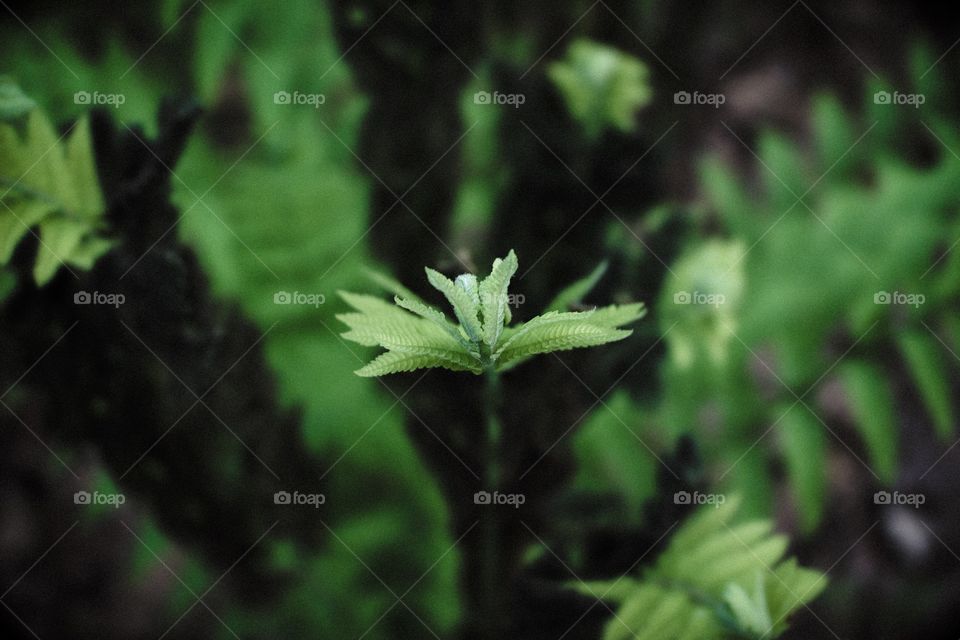 Fern Frond