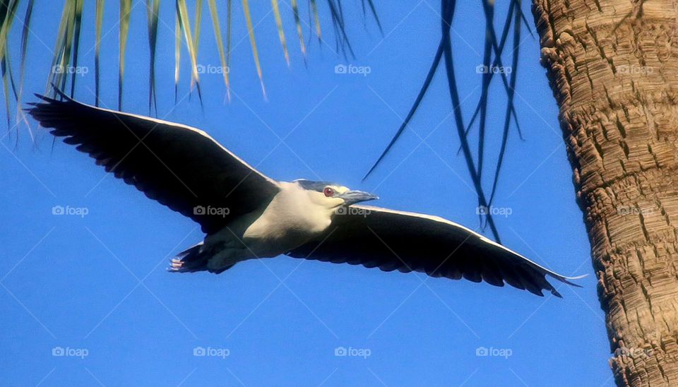 Black-crowned Night Heron in Flight