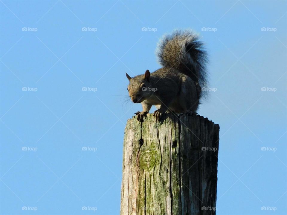 Top Squirrel