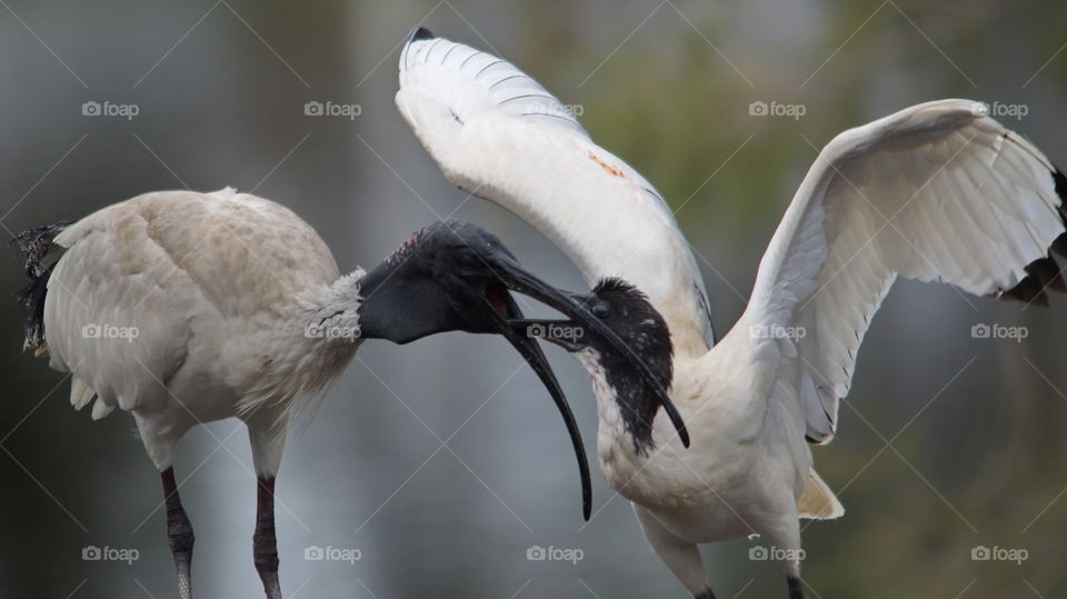 Australian White Ibis