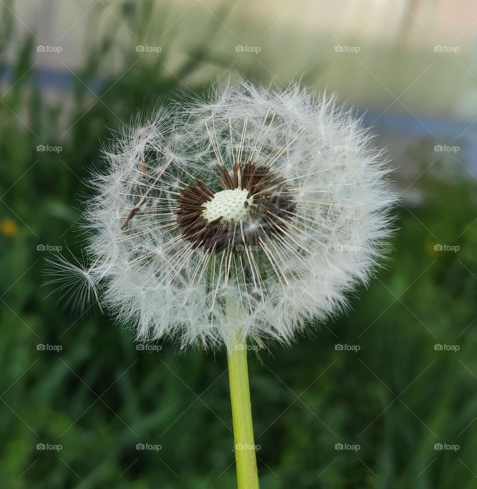 dandelion