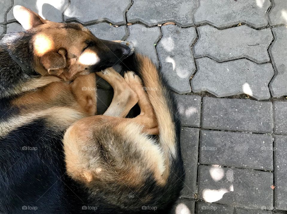 Seems she got sweet dream, my dear 9 months old dog