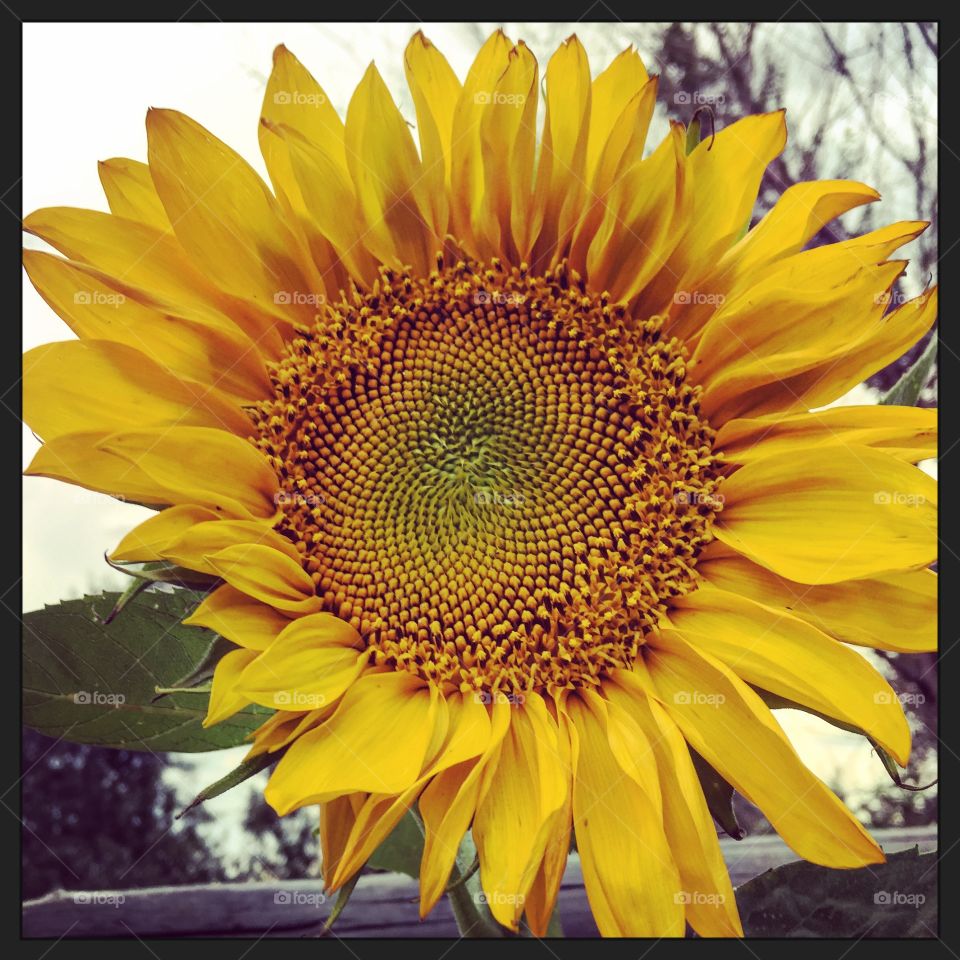 Sunflower Seed Pattern. Sunflowers have the most amazing seed patterns!