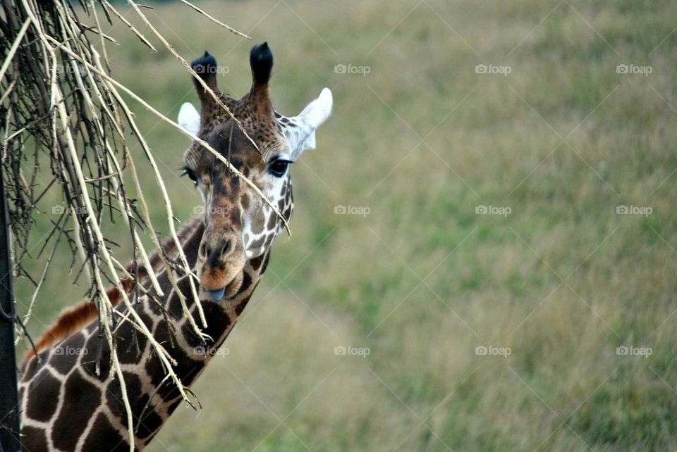 giraffe