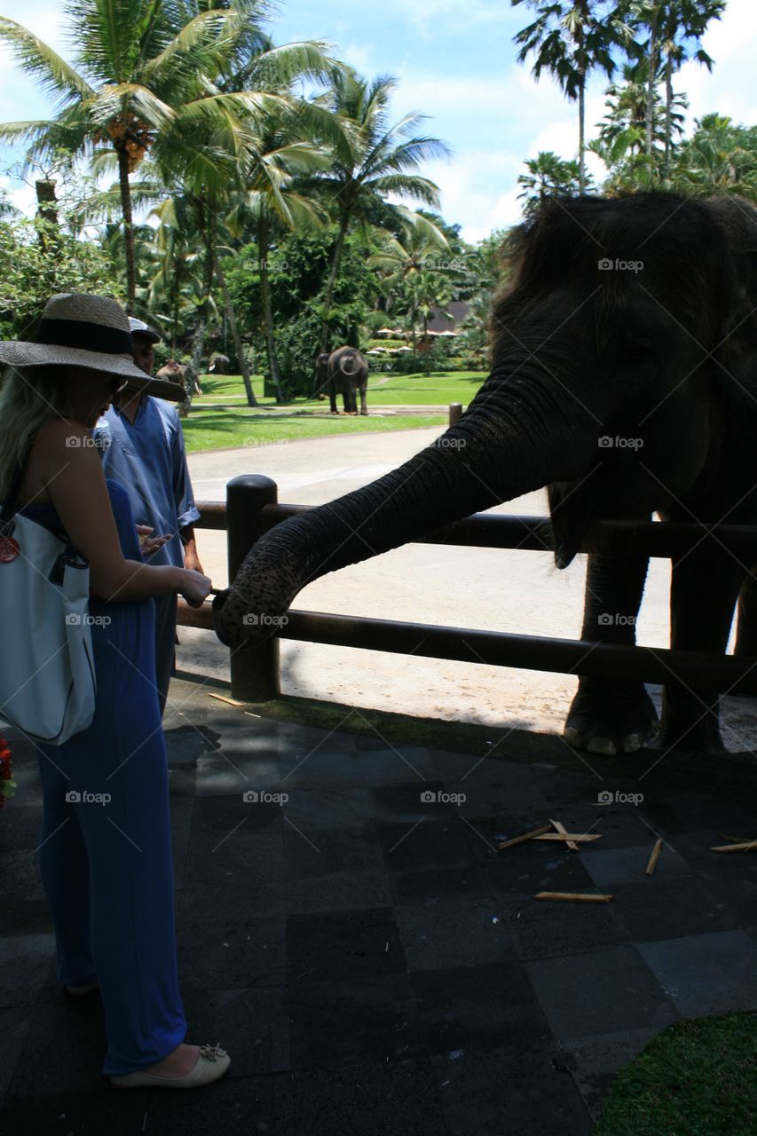 Elephants 