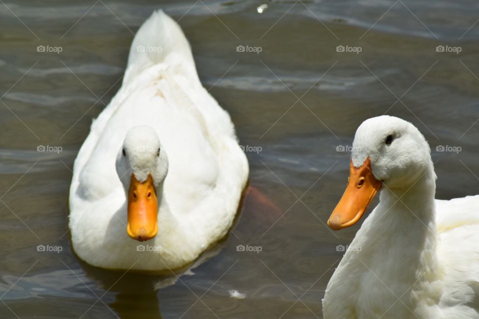 Two white ducks looking into the camera