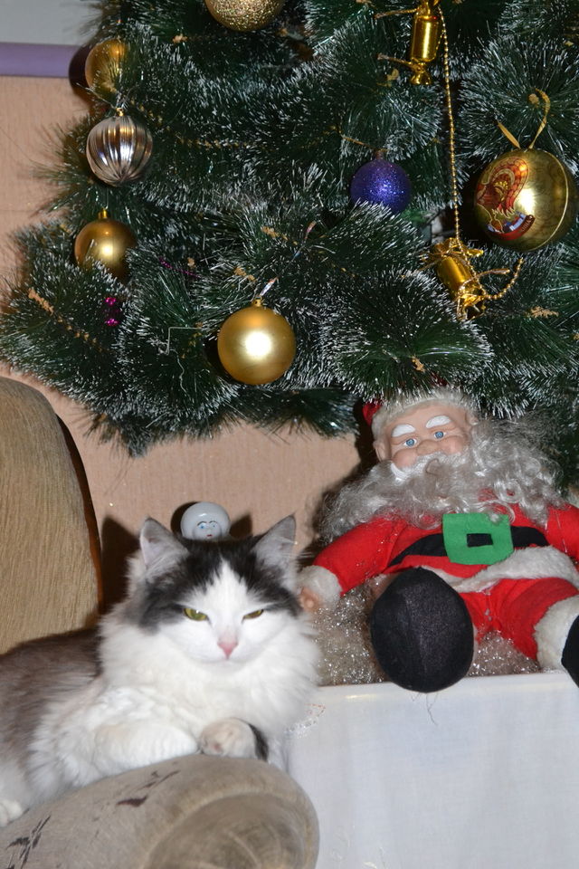 Holiday with Pets
