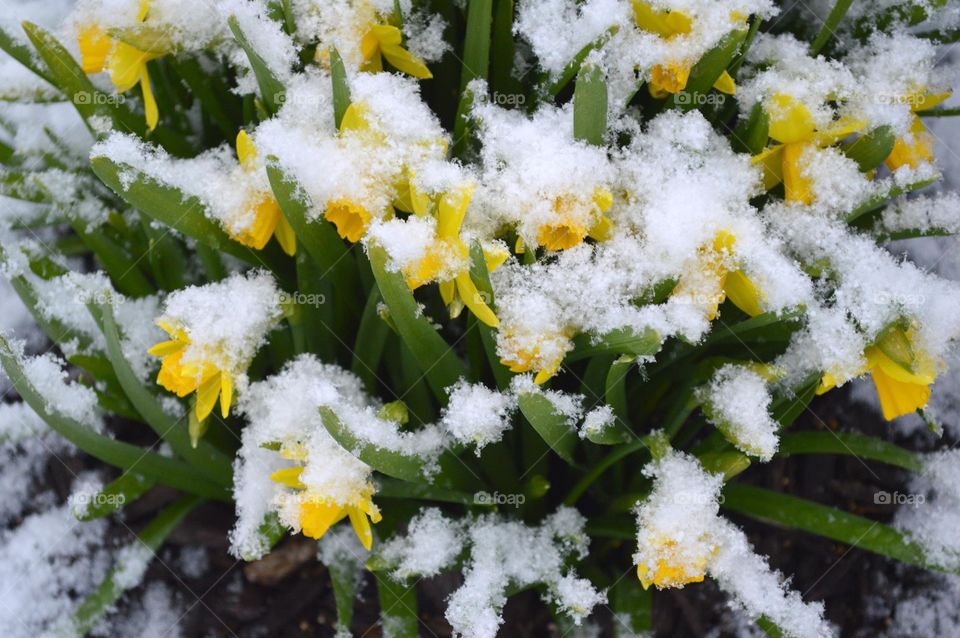 A late April snowfall covers a Daffodil patch.