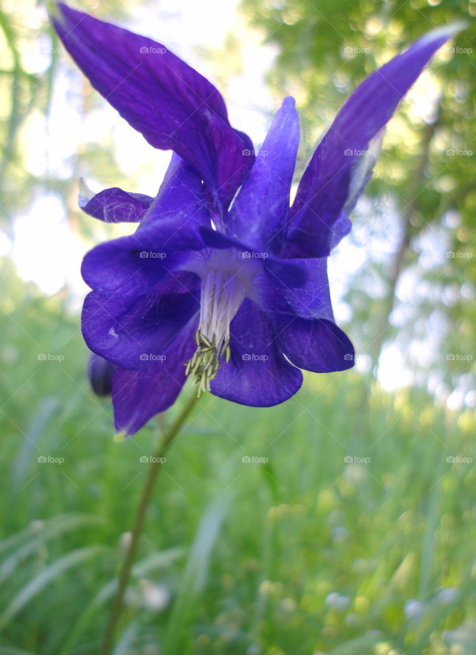 Nature, Flower, Flora, Garden, Leaf