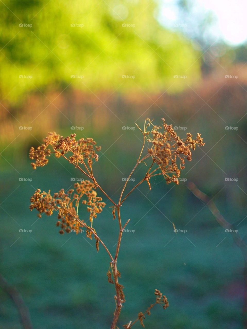 Close-up of dried plant during autumn