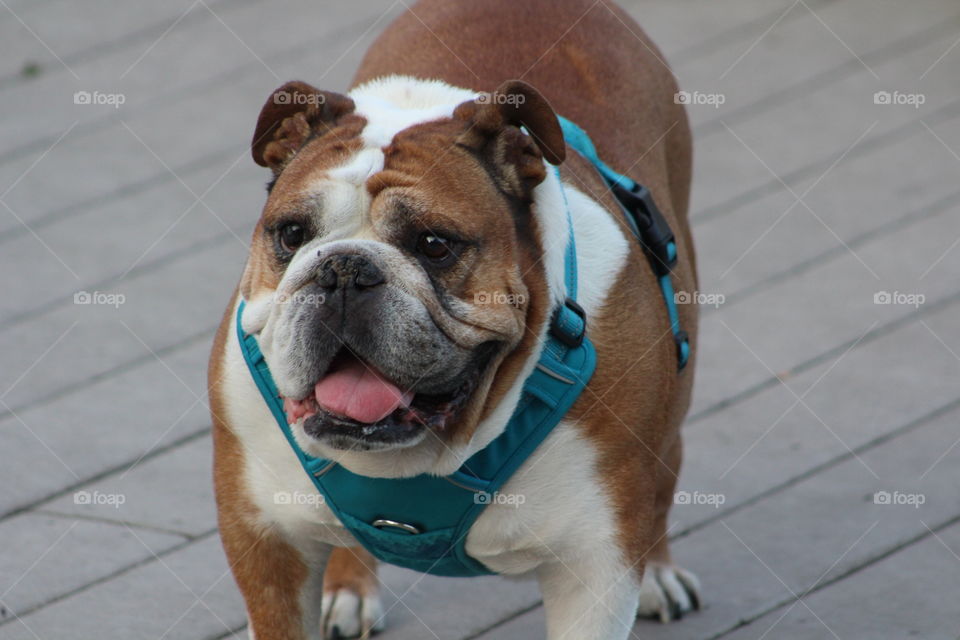Brown and white bulldog with blue harness and happy face with tongue out 