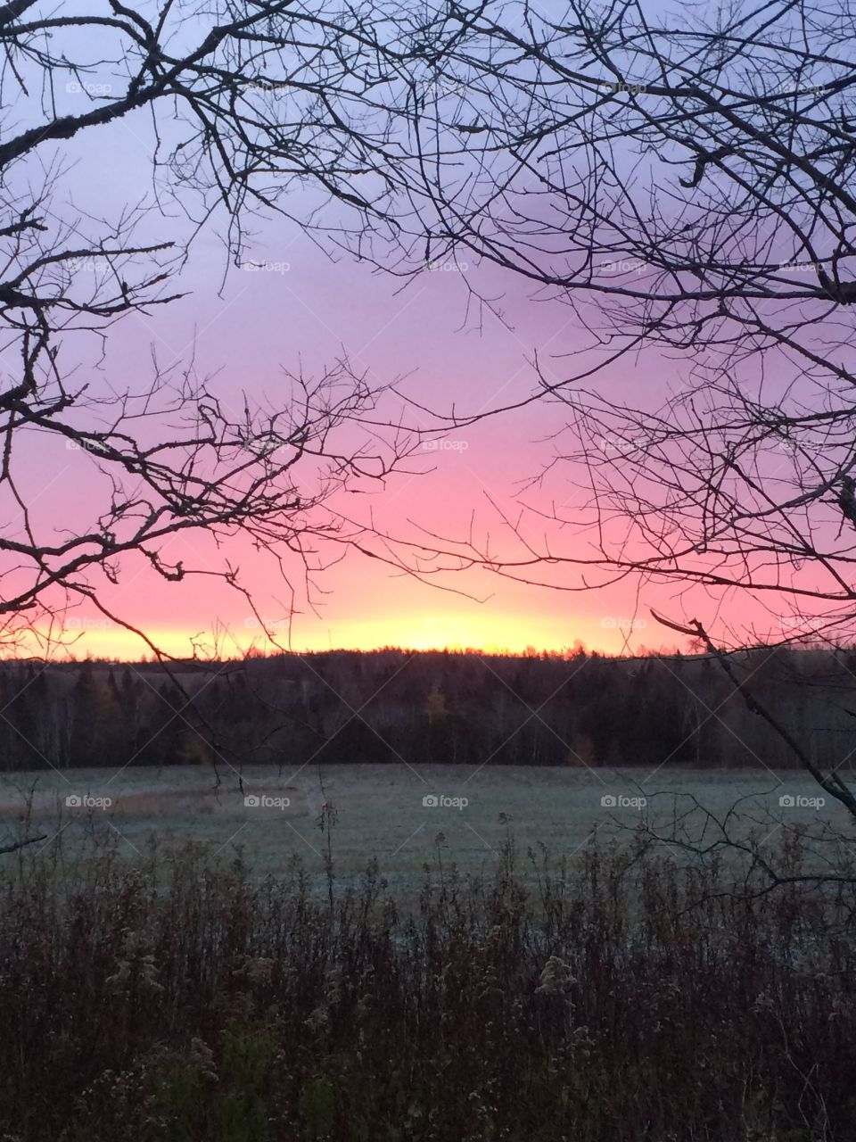 Beautiful fall sunrise in the east over the trees