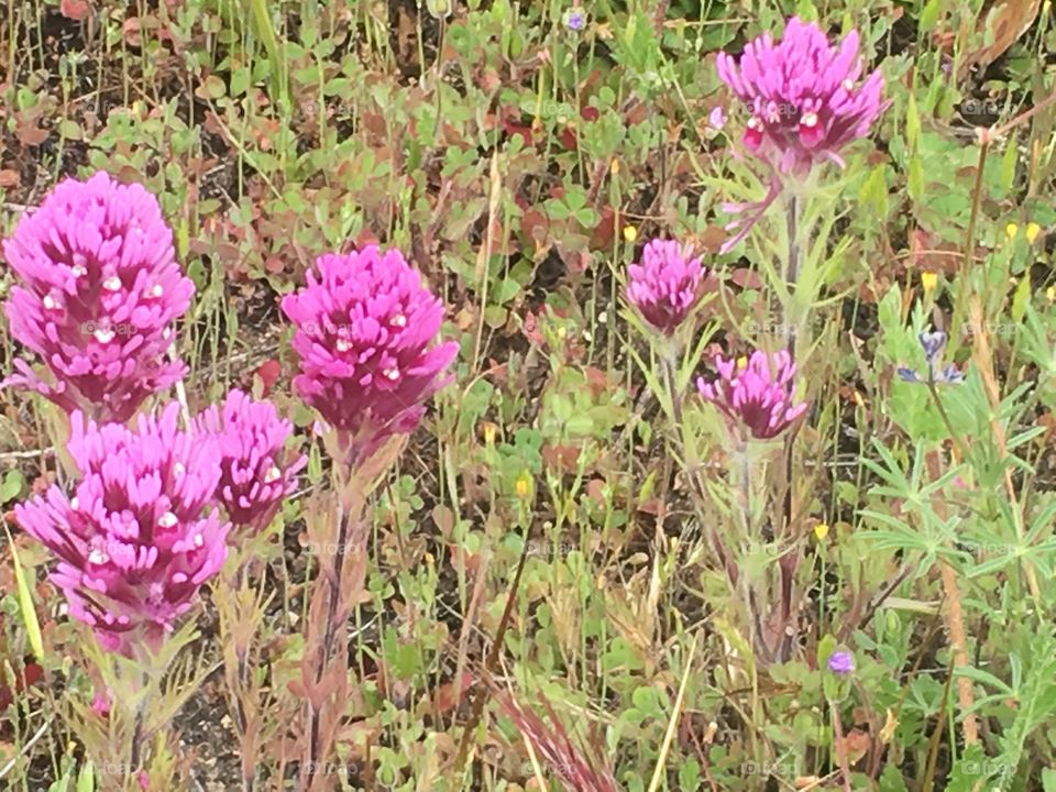 Wildflowers 