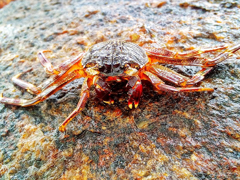 Crab____🇱🇰 Srilanka