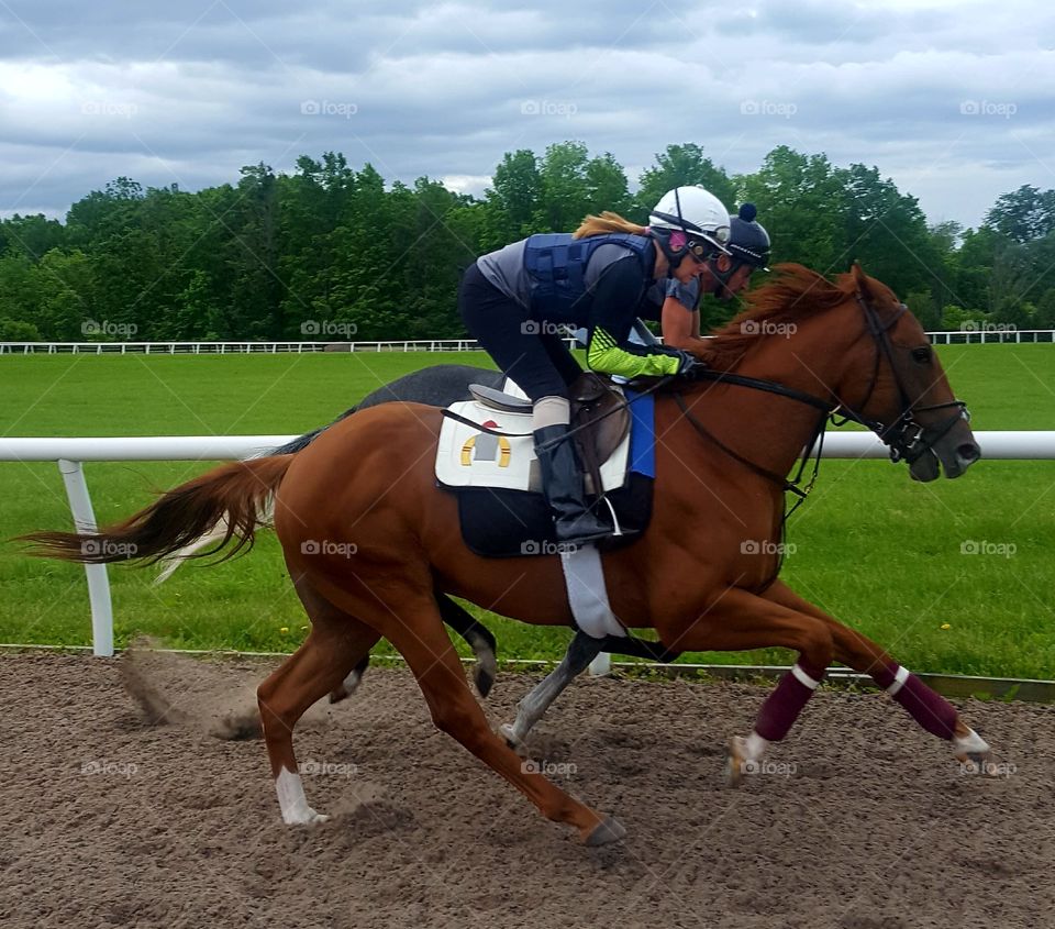 Horse, Jockey, Race, Track, Equine