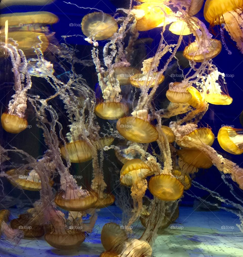 Jellyfish tank at Aquarium of the Pacific in Long Beach, California 