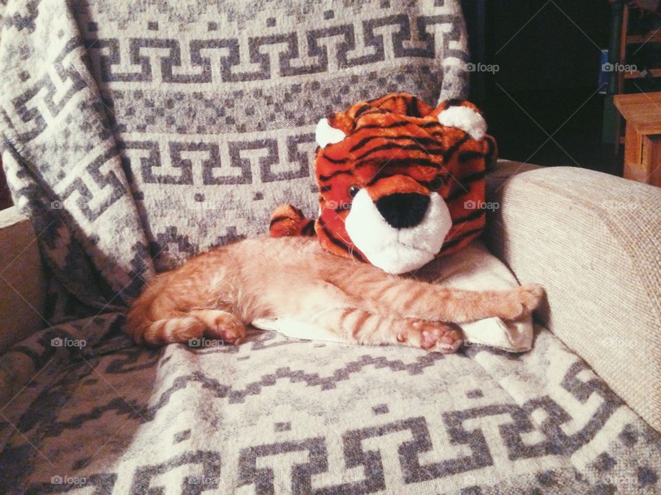 Red kitten in tiger mask 