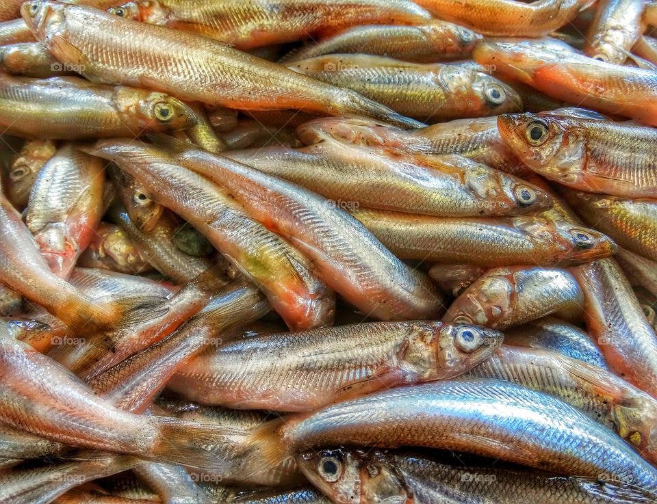 Freshly caught Pacific sardines