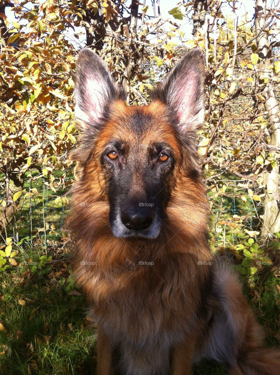 German shepherd . Kisa 