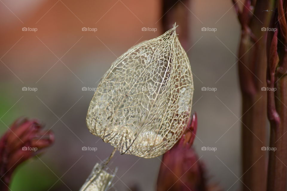 No Person, Nature, Flower, Leaf, Blur