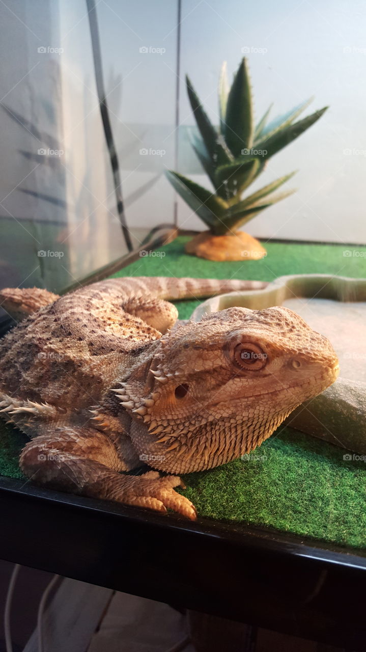 No Person, Nature, Wood, Tropical, Closeup