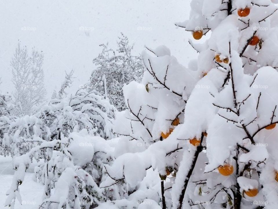 Зимние прогулки в лесу