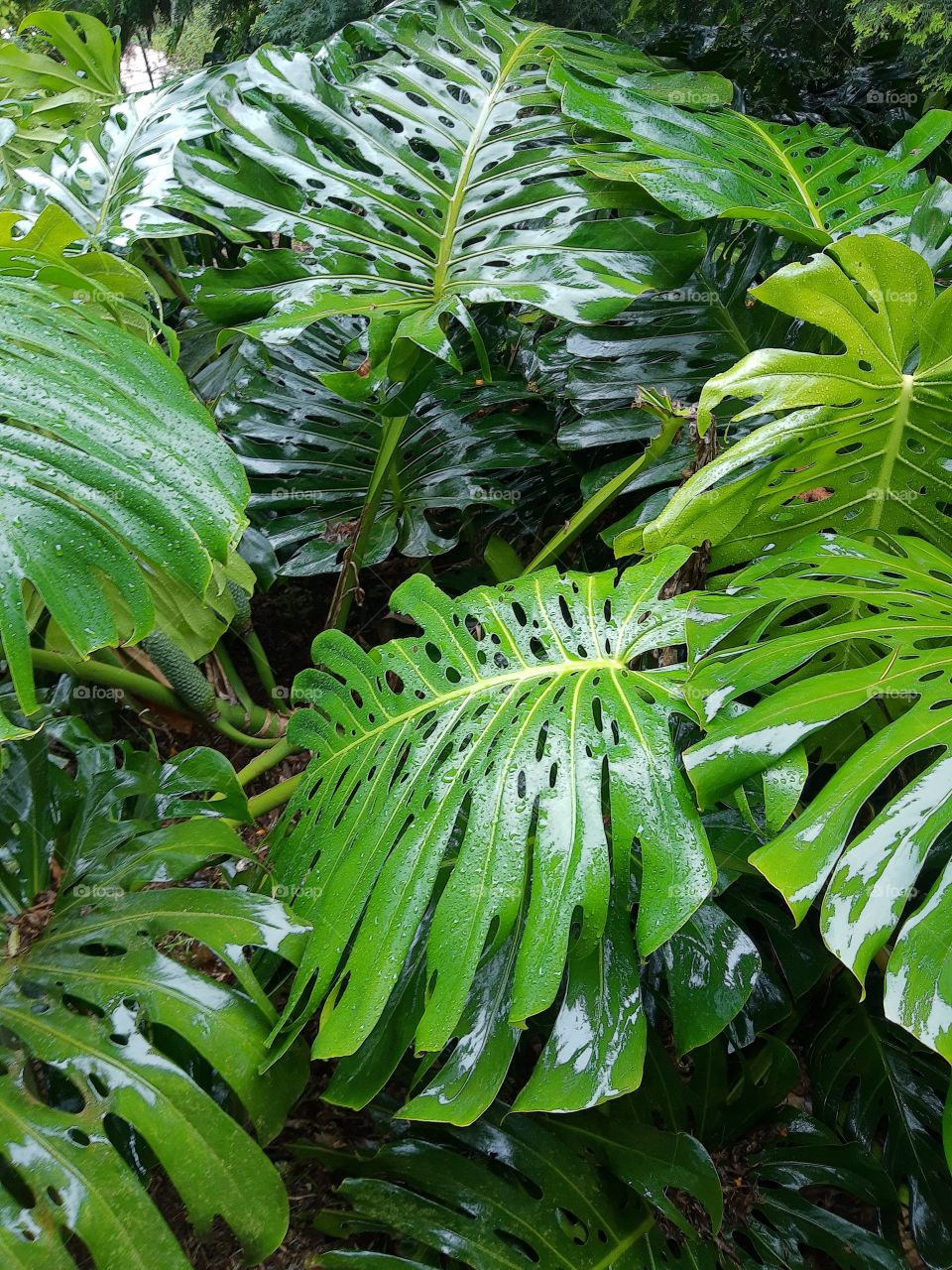 Monstera deliciosa green leaves