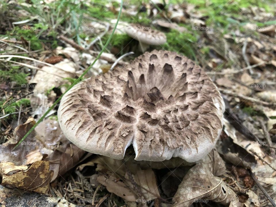 FUNGUS