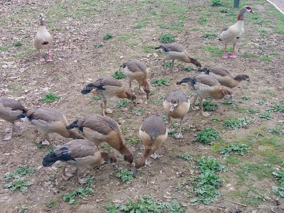 Goose at Worth Park.