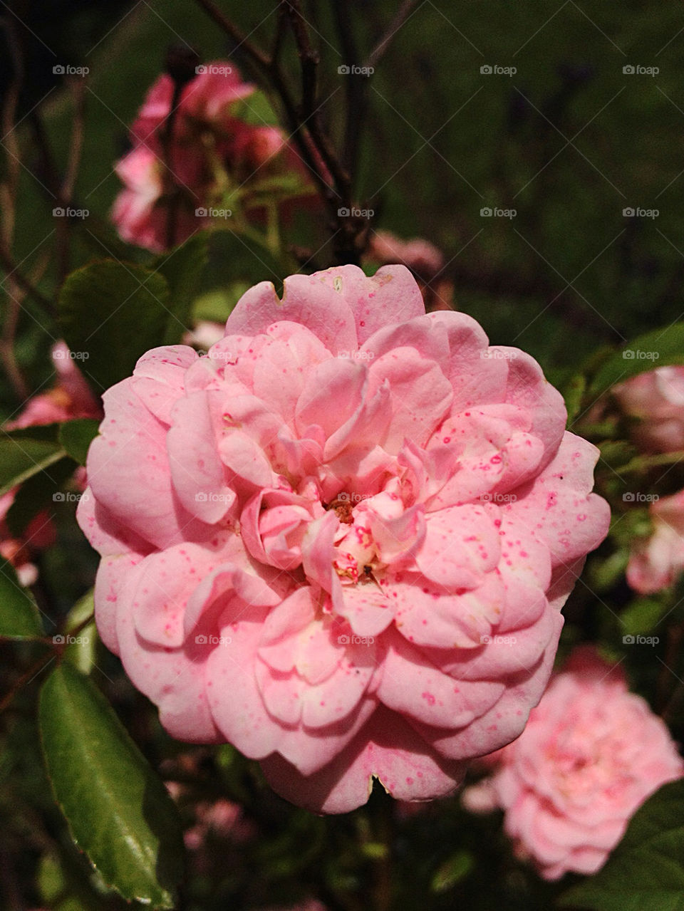 flower rose bushrose by apeksa