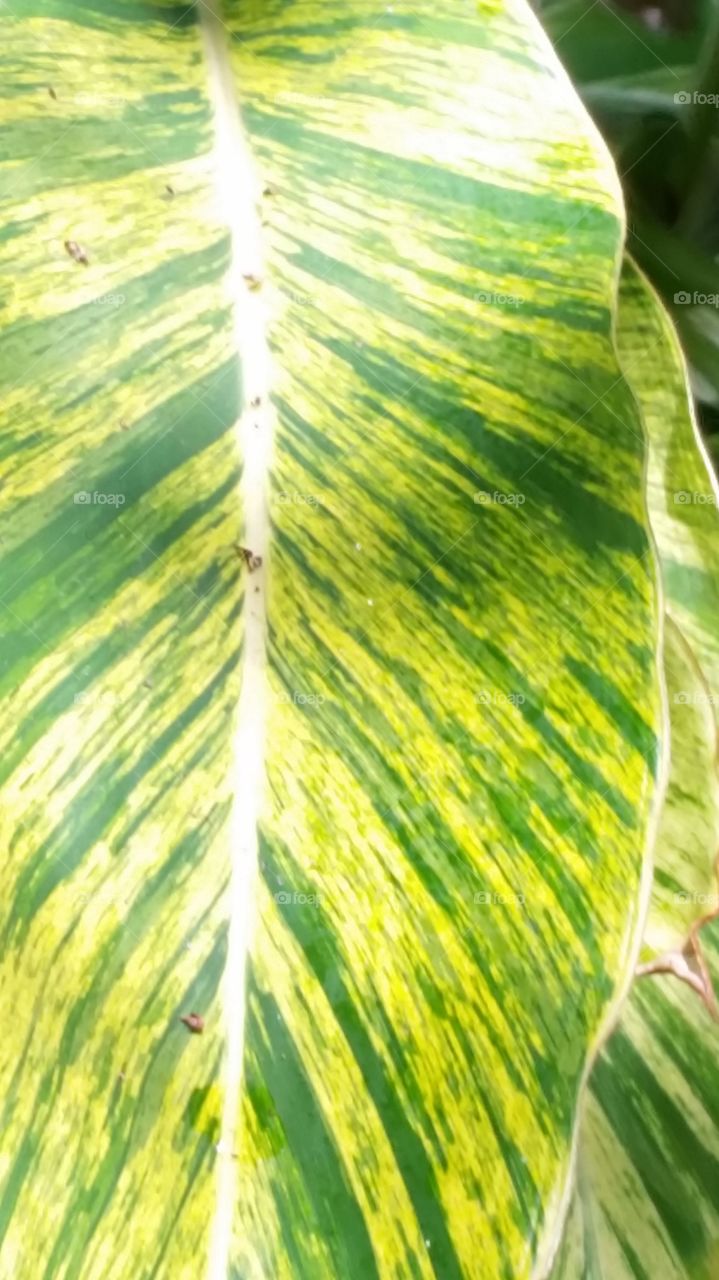 Varigated Ginger Leaf
