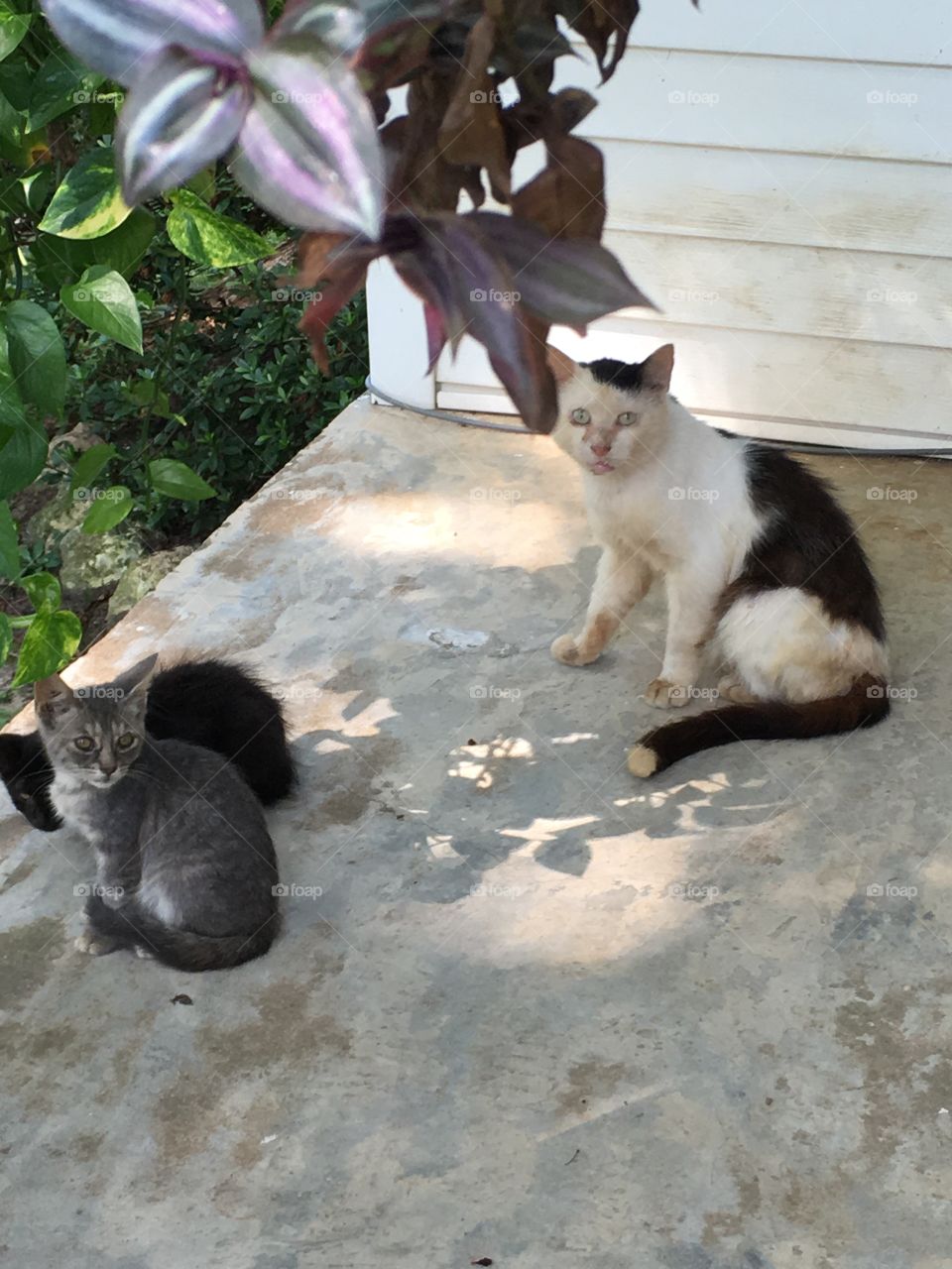 Barn cats on porch